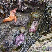 CoastCamp 131 : CoastCamp